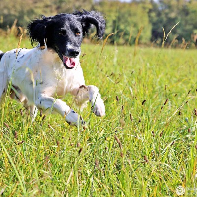 Hundeshooting © reinhold@wentsch.com | bodensee.photography