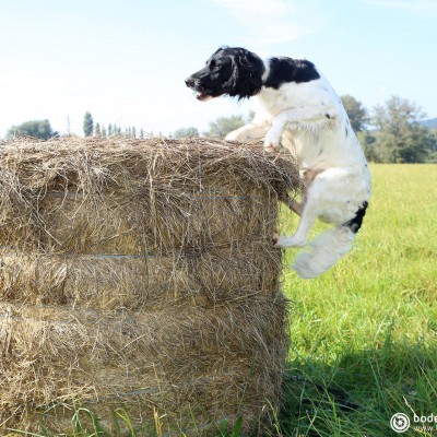 Hundeshooting © reinhold@wentsch.com | bodensee.photography