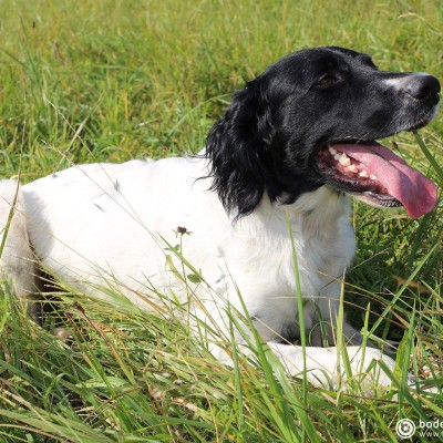 Hundeshooting © reinhold@wentsch.com | bodensee.photography