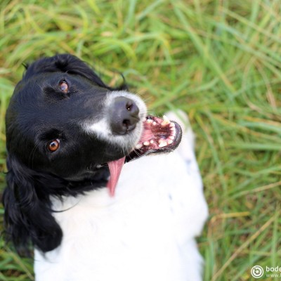 Hundeshooting © reinhold@wentsch.com | bodensee.photography