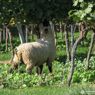 Weintrauben Schaaf © reinhold@wentsch.com | bodensee.photography