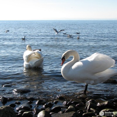 Schwäne © reinhold@wentsch.com | bodensee.photography