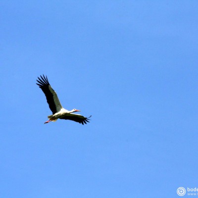 Storch © reinhold@wentsch.com | bodensee.photography