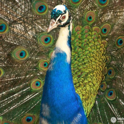 Beauty Pfau © reinhold@wentsch.com | bodensee.photography