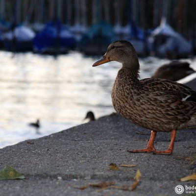 Ente gut - alles gut © reinhold@wentsch.com | bodensee.photography