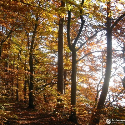 bodensee.gallery © reinhold@wentsch.com | bodensee.photography