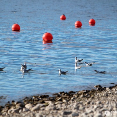 bodensee.gallery © reinhold@wentsch.com | bodensee.photography