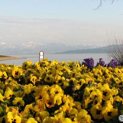 bodensee.gallery © reinhold@wentsch.com | bodensee.photography