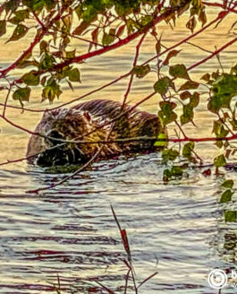 Biber schwimmt im Bodensee